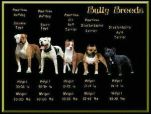 Bull Terrier Breeds